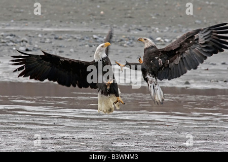 USA, Alaska Chilkat Bald Eagle Preserve. Zwei Adler kämpfen. Stockfoto