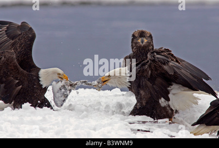 USA, Alaska Chilkat Bald Eagle Preserve. Zwei Erwachsene Weißkopf-Seeadler Streit um Lachs im Schnee beim juvenilen Uhren. Stockfoto