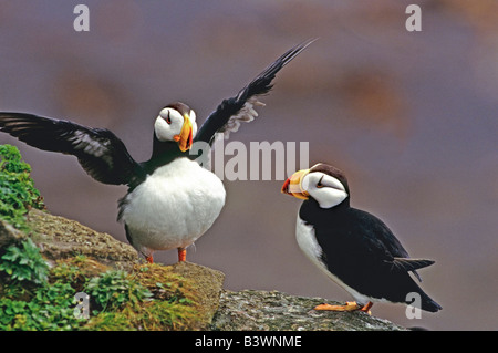 USA, Alaska, Pribilof Islands, St. George Island. Gehörnte Papageientaucher interagieren. Stockfoto