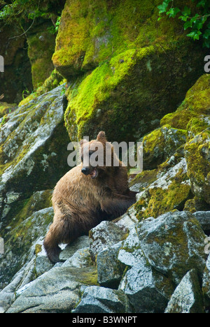 USA, Alaska, Inside Passage. Grizzly Bear auf Flechten bedeckten Felsen. Stockfoto