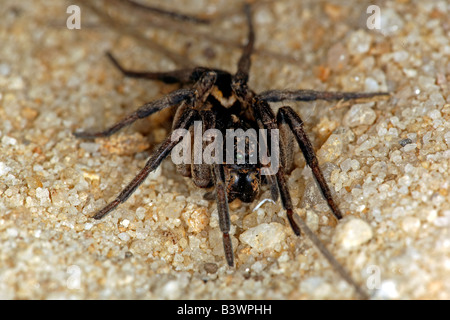 Wolfspinne (Familie Lycosidae), New-South.Wales, Australien. Stockfoto