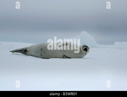 Harp Seal (Phoca Groenlandica) liegen auf Schnee, Grönland Stockfoto