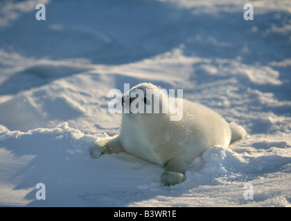 Harp Seal (Phoca Groenlandica) liegen auf Schnee, Grönland Stockfoto