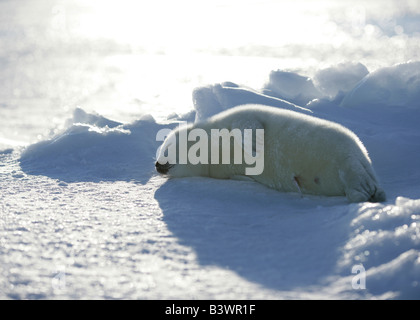 Harp Seal (Phoca Groenlandica) liegen auf Schnee, Grönland Stockfoto