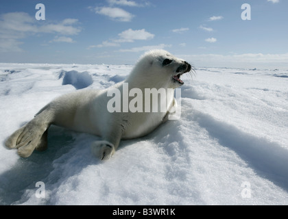 Harp Seal (Phoca Groenlandica) liegen auf Schnee, Grönland Stockfoto