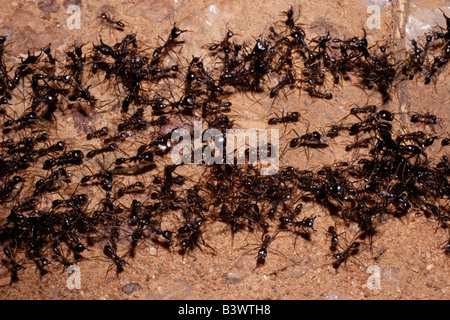 Treiber oder afrikanischen Armee Ameisen Dorylus sp Soldaten bewachen eine Spalte von Arbeitnehmern, die beim Überqueren einer Straße im Regenwald von Ghana Stockfoto