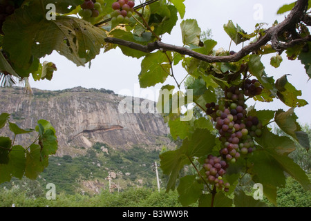 Trauben wachsen in einem Weinberg in den Nandi Hills Karnataka Indien Stockfoto