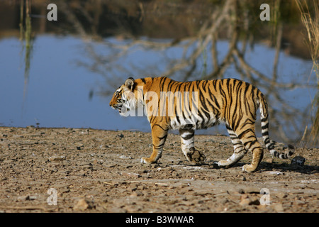 Tiger zu Fuß durch die Seite des Sees (Panthera Tigris) Stockfoto
