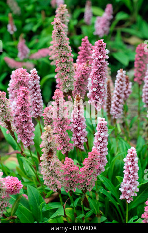 PERSICARIA AFFINIS DARJEELING RED Stockfoto