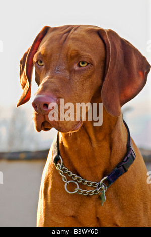 Kopfschuss von Magyar Vizsla Hund mit Sand auf seinem Gesicht Stockfoto