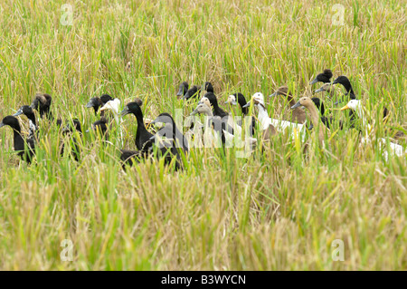 Enten im Reisfeld, Ubud, Bali, Indonesien Stockfoto