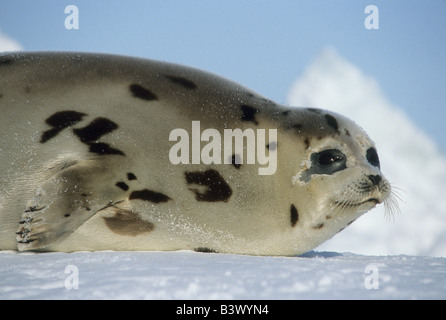 Harp Seal (Phoca Groenlandica) Erwachsenfrau Magdalen Inseln, Quebec Kanada Stockfoto