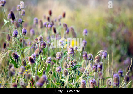 Ein Feld bieten im Sommer Stockfoto