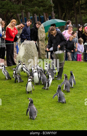 UK Wales Clwyd Colwyn Bay Welsh Mountain Zoo Humboldt-Pinguine auf tägliche parade Stockfoto