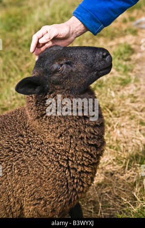 Schwarze Schafe wird gestreichelt Ile de Ouessant Brittany France Stockfoto