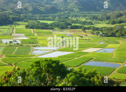 Taro Felder in Hanalei Tal Kaua Hawaii USA Stockfoto