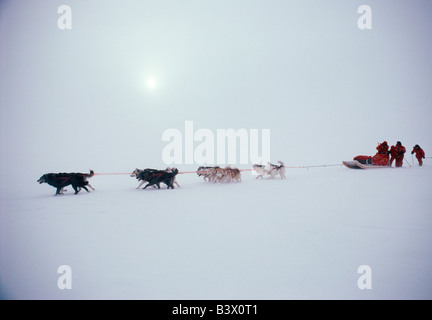 Hundeschlitten und Musher bei Blizzard training für die 1986 Steger International Polar-Expedition Stockfoto