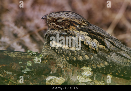 Eine europäische Ziegenmelker, Caprimulgus Europaeus, bei einem tagsüber Roost, UK. Stockfoto