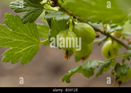 Kultivierte Stachelbeeren auf bush Stockfoto