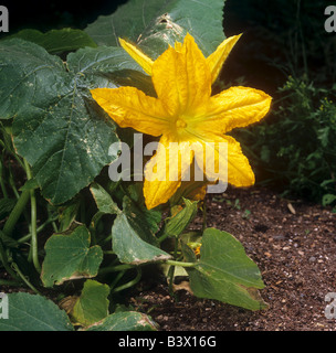 Steirische Kürbis - Öl blühen / Cucurbita Pepo var. Styriaca Stockfoto