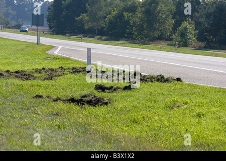 Schäden, die durch Wildschweine (Sus Scrofa) in den Rande des N224 Ede Gelderland Niederlande Stockfoto