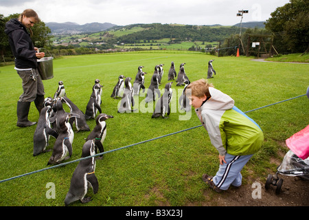 K Wales Clwyd Colwyn Bay Welsh Mountain Zoo Kind beobachten Humboldt Pinguine auf der täglichen parade Stockfoto