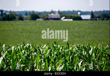 Mais wächst auf dem Bauernhof im Süden von Wisconsin Stockfoto