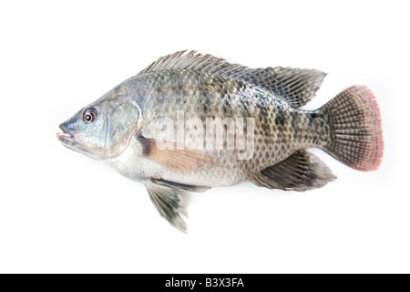 Tilapia oder Zamezi Brassen Fisch ganze isoliert auf einem weißen Studio-Hintergrund Sambia Afrika Stockfoto