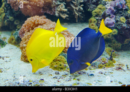 Gelb und lila Tang an Nordjütlands Aquarium gesehen Stockfoto