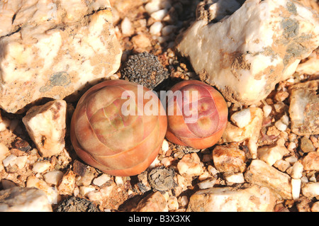 Wüste Xerophyten Crassula sp. Stockfoto