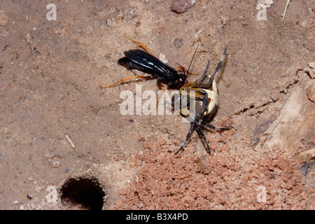 Spinne Jagd Wespe Pompilidae ziehen eine große Kugel-Web-Spider Megaraneus Gabonensis in ihrer Höhle im Regenwald von Ghana Stockfoto