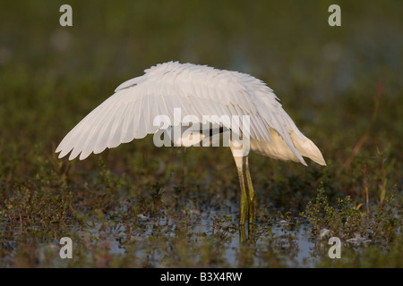 Seidenreiher Egretta Garzetta putzen und stretching Flügel in Worcestershire, England. Stockfoto