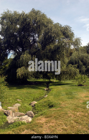 Weeping Willow Tree im Brooklyn Botanic Garden in Brooklyn in New York Stockfoto