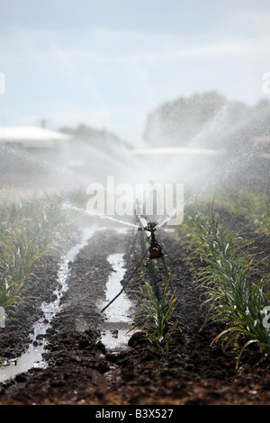 Ernte Spritzen in Queensland, Australien. Stockfoto