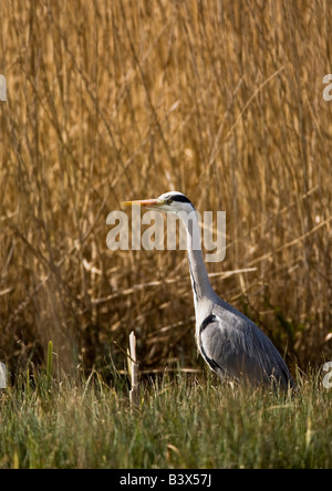 Graue Reiher Ardea Cinerea Stalking seine Beute. Lancashire. Stockfoto