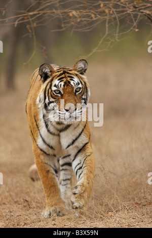 Bengal Tiger Machali kommend in Richtung der Kamera, Ranthambore. (Panthera Tigris) Stockfoto