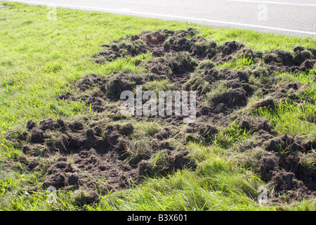 Schäden, die durch Wildschweine (Sus Scrofa) in den Rande des N224 Ede Gelderland Niederlande Stockfoto