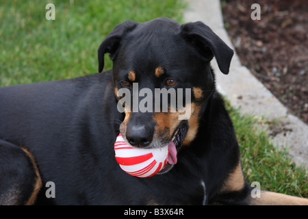 Ein sehr niedlicher Rottweiler Mix Hund hält einen Ball in den Mund, während im Gras. Stockfoto