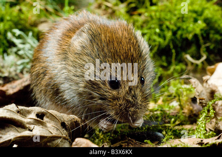 Bank, Wühlmaus Clethrionomys Glareolus Fütterung Stockfoto