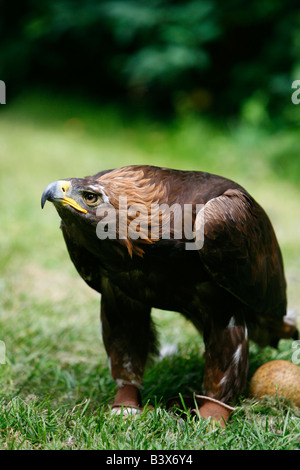 Steinadler (Aquila Chrysaetos) mit Ei Stockfoto