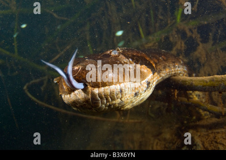 16 ft grüne Anakonda Eunectes Murinus unter Wasser fotografiert in Mato Grosso do Sul, Brasilien Stockfoto