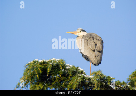 Graureiher Ardea Cinerea thront auf Schnee bedeckten Nadelbaum Baum Stockfoto