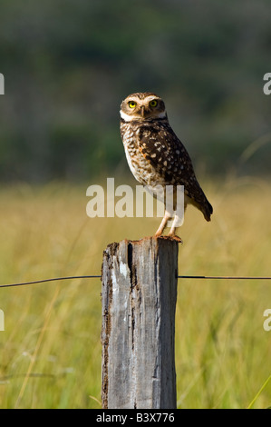 Kanincheneule Athene Cunicularia fotografiert in Mato Grosso do Sul Brasilien Stockfoto