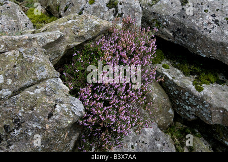 Blühende Heide auf Felsen nahe dem Gipfel des Helm Crag, Grasmere, Lake District, Cumbria, England Stockfoto