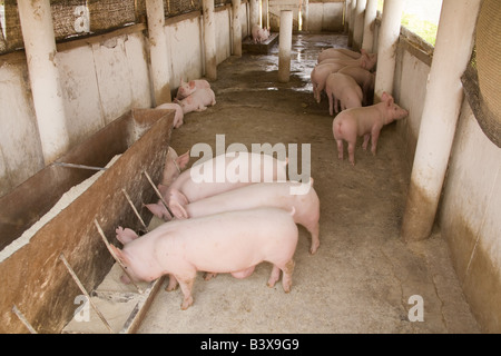 Ferkel bei Kafue Fischerei Sambia Afrika Stockfoto