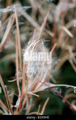 DER WIND VERTEILT DIE SAMEN DER ROSEBAY WEIDENRÖSCHEN CHAMERION ANGUSTIFOLIUM Stockfoto