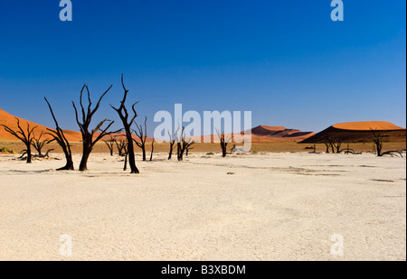 Deadvlei im Namib-Naukluft-Nationalpark, Namibia Stockfoto