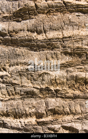 Palm Tree Textur Nahaufnahme Hintergrund Stockfoto
