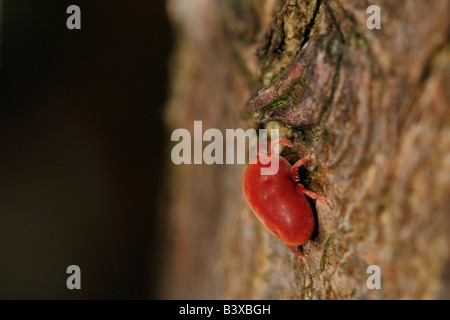 Samt Milbe, Trombidium holosericeum Stockfoto