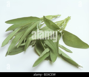 gemeinsamen Salbei / Salvia Officinalis Stockfoto